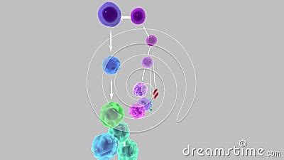 Image result for Blood Cell Lineage Chart