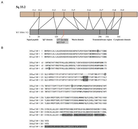TIM-1 Promotes Japanese Encephalitis Virus Entry and Infection