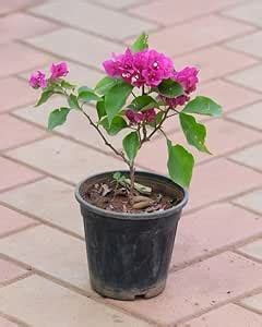 Bougainvillea Traditional Garden Live Plant – Desi Kagaz Phool (1 ...