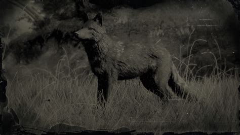 Legendary Coyote Hunting & Skin Location | Red Dead Redemption 2 Guide ...