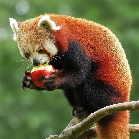 Cute Red Panda Eating Apple : r/redpandas