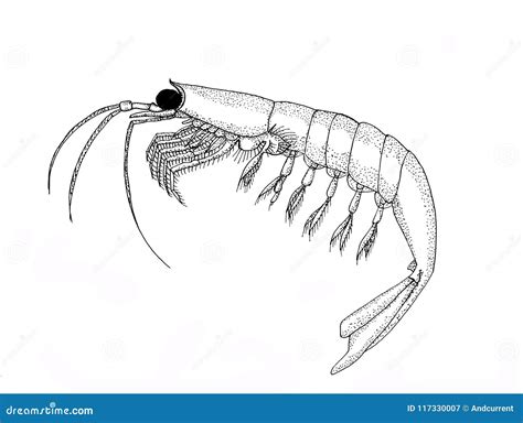 Krill. Back and White Hand Drawn Image. Stock Illustration - Illustration of graphic, drawing ...