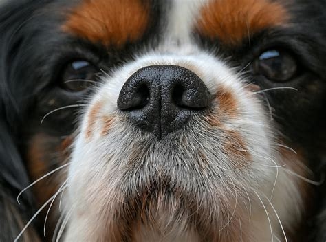 Why Do Dogs Have Wet Noses? Discover The Fascinating Reasons! - Dog ...