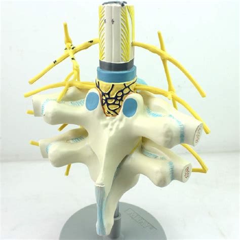 Buy Teaching Model Thoracic spinal cord spinal nerve sympathetic trunk ...