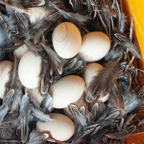 Click Spring Plans 的图像结果