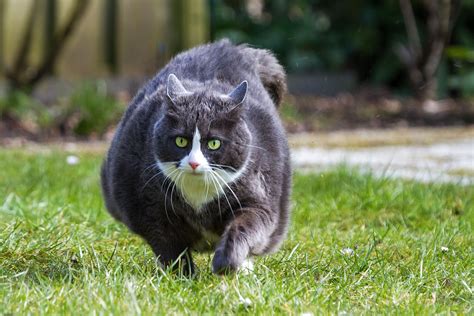 How To Help Your Obese Cat Lose Weight - Dr. Marty Pets