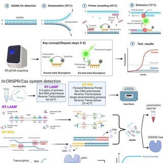 qPCR 的图像结果