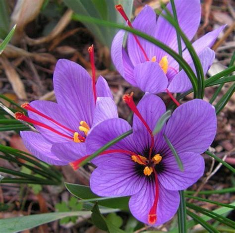 seedsnpots Hatsuga Saffron Crocus Flower Plant - Pack of 5 Plant-Bulbs ...