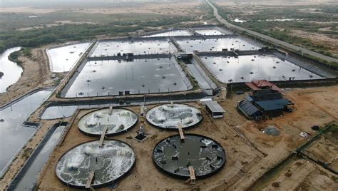 SRI LANKA'S RAPID TRANSITION TO L. VANNAMEI SHRIMP PRODUCTION | Shrimp ...