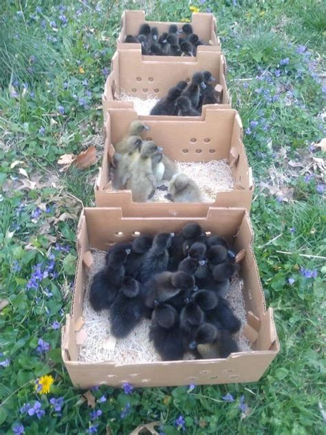 Duckling Day Sedalia at Missouri State Fairgrounds, Missouri State ...