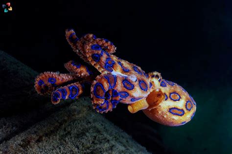 Image result for Blue-Ringed Octopus Green