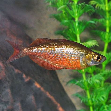 Red Rainbow Fish Sale In Kolkata