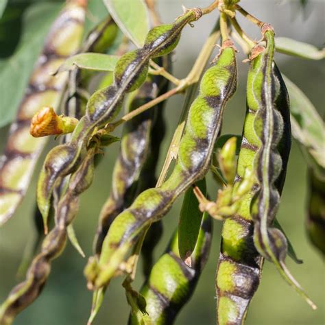 Pigeon Pea - Tur Vegetable Seeds