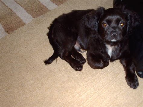 PEKINESE JACK RUSSEL Welpe 10 Wochen alt in Lage | Tiere | Kleinanzeigen