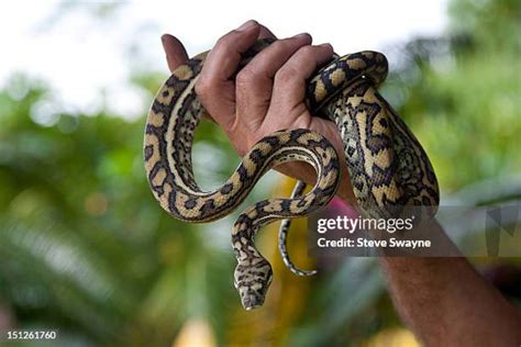 Image result for Eastern Carpet Python