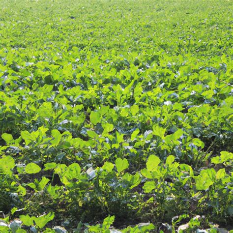 Agriculture China 的图像结果