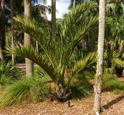 Pseudophoenix ekmanii | Fairchild Botanic Garden