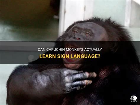 Image result for Monkey Sign Language Research