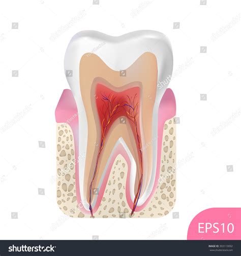 Image result for Tooth Structures