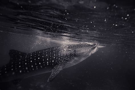 #516579 1920x1182 whale shark windows wallpaper for desktop - Rare Gallery HD Wallpapers