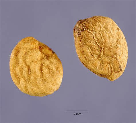 Apocynaceae | Fruit and Seed Family ID - family of rauwolfia