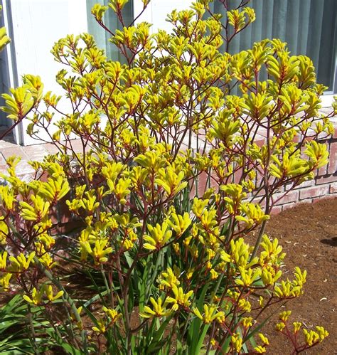 The 2 Minute Gardener: Photo - Yellow Kangaroo Paw (Anigozanthos flavidus)