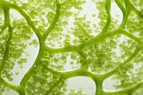Image result for microalgae