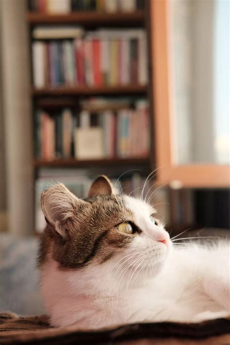 Image result for Java Project Structure in Spring Boot