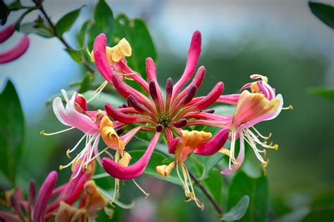 How to Grow Honeysuckle: Planting, Growing, and Pruning Honeysuckle ...