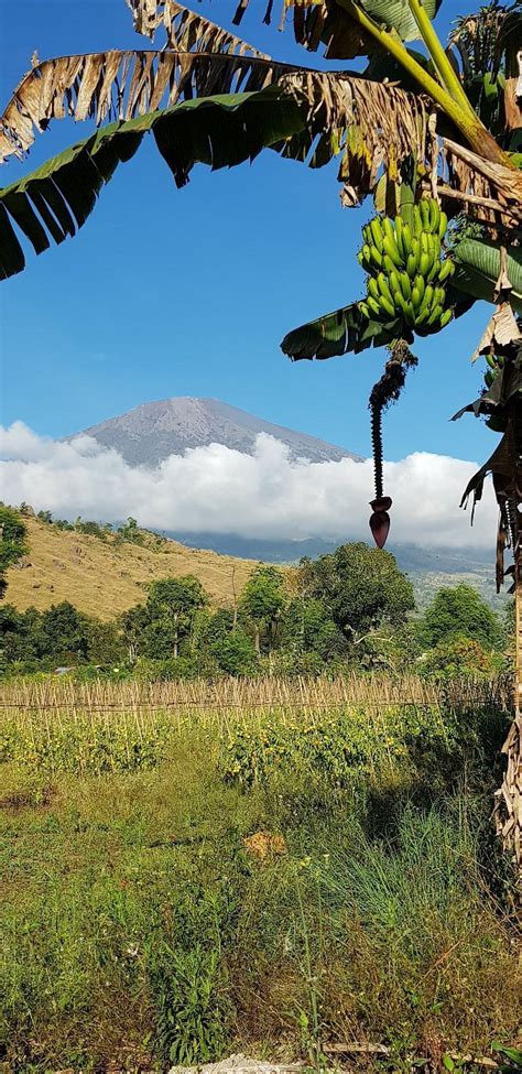 RINJANI FAMILY HOMESTAY (Sembalun Lawang) - Guesthouse Reviews, Photos ...