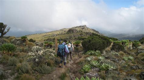 HONI RESORT (Kenya/Naro Moru) - Hotel Reviews, Photos, Rate Comparison ...