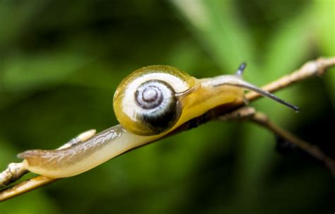 【蜗牛摄影图片】生态摄影_太平洋电脑网摄影部落