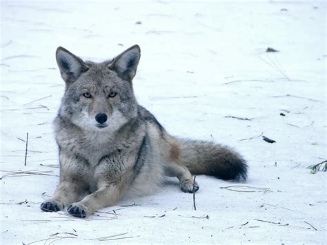 Why Do Coyotes Howl at Night? - Animal Sound