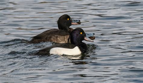 S e h r ... z u f r i e d e n . . . . . Foto & Bild | natur, paar ...