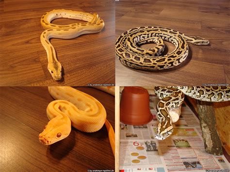 Green Albino Tigerpython zu verkaufen in Oldenburg | Tiere | Kleinanzeigen