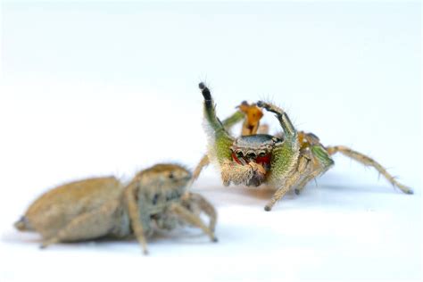 Surprise: Jumping Spiders Can See More Colors Than You Can | National Geographic