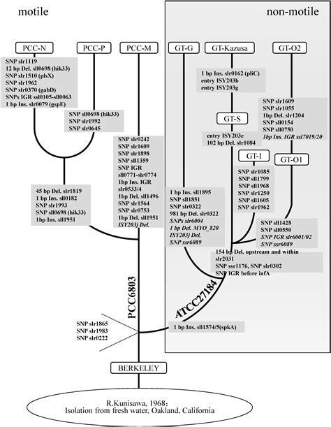 Identification of Specific Variations in a Non-Motile Strain of ...