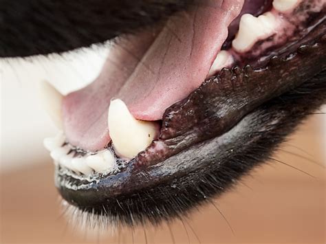 White Patches On Gums And Inside Mouth Dogs - Infoupdate.org