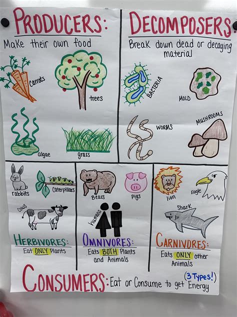 Producers consumers decomposers anchor chart for 5th 8th grade – Artofit