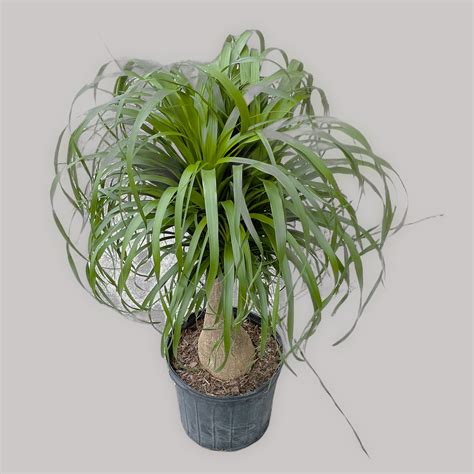 Ponytail Palm - Beaucarnea recurvata | Cloud-Hidden Plants ...