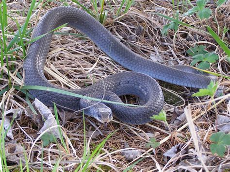 Baby Blue Racer Snake
