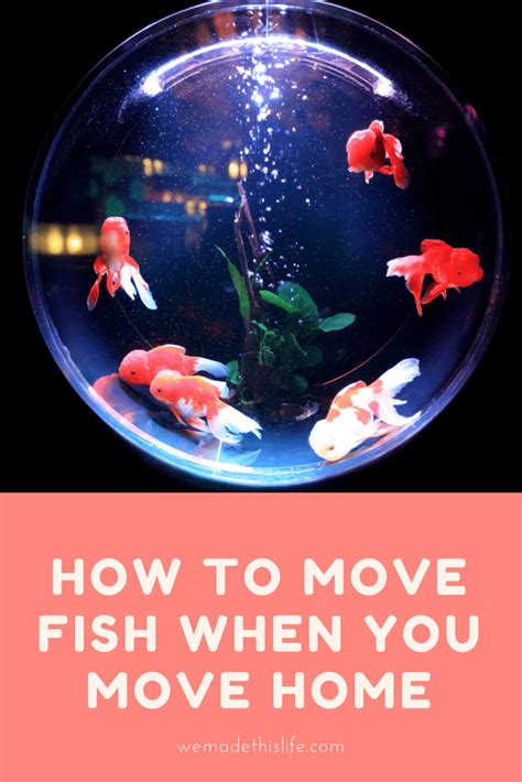 Image result for Windows Move Video Files Fish