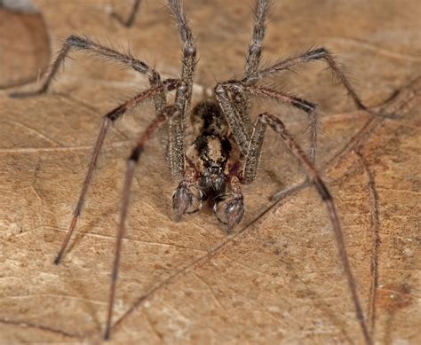 funnel weavers (Family Agelenidae) | spidersrule