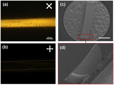 Photo-Responsive Liquid Crystal Elastomer Coils Inspired by Tropism ...
