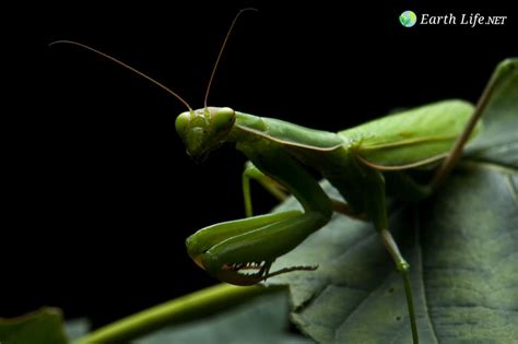 Image result for Insect V Insect