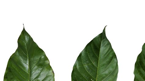 Anydrafts Ficus Virens Leaves Textures Pack Model - TurboSquid 2322709