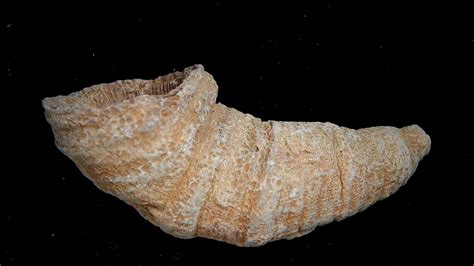 Rugose Coral - Horn Coral Fossil for Sale from Morocco