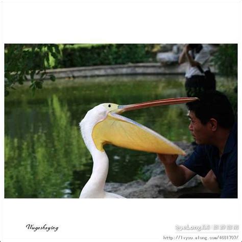 鹈鹕什么都吃吗 “吃人”的疯狂鹈鹕 - 综合 - 郴州生活网