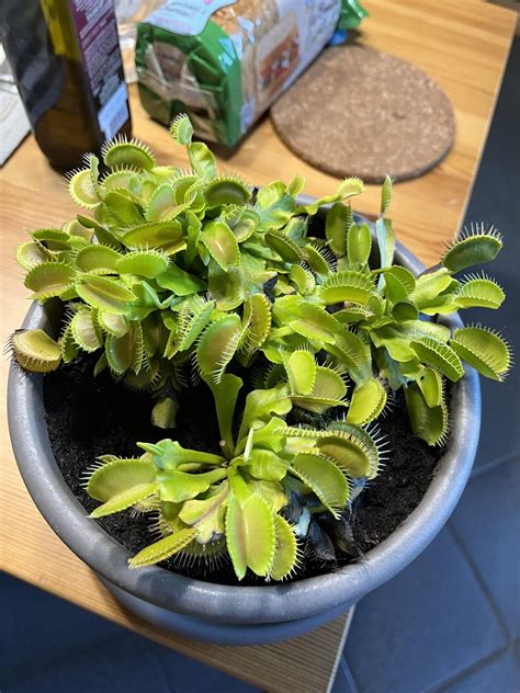 Image result for Rotting Problem