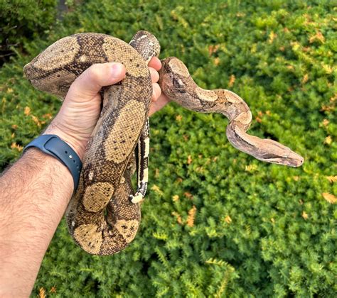 Adult Hog Island Boa (Male) – Scales and Tails of Ohio